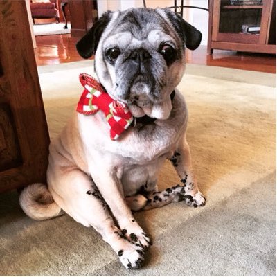 Mike Gianino - Twitter Profile Picture of Mike Gianino (@Gman1958_2000) on Twitter