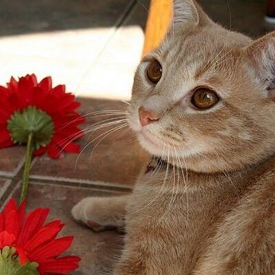 Profile Picture of Marina Godic (@marina1536) on Twitter