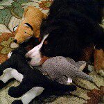 Profile Picture of Dino Paul Sorbara (@midasthedog) on Instagram