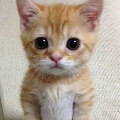 Profile Picture of ・✩ 𝓷𝓮𝓴 ✩・ (@bobaki.addison) on Tiktok