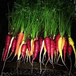 Profile Picture of Ian Howell (@lr_gardens21) on Instagram