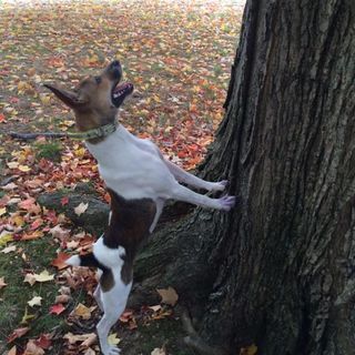 Profile Picture of Kevin Spencer (Squirrel Dog Dynasty) (@ksdogdynasty) on Facebook