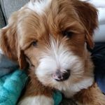 Profile Picture of candice cokefair (@doodles_and_dwarfs) on Instagram