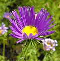 Profile Picture of Machaeranthera tanacetifoliaon Wikipedia