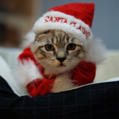 Profile Picture of Johnson Yeh (@staliaz) on Twitter
