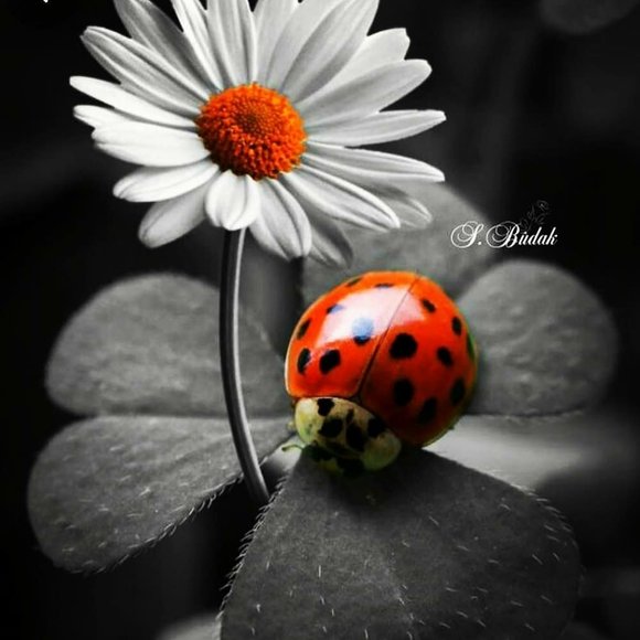 Profile Picture of Raquel rei Silva (@rachel2020265) on Poshmark