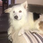 Profile Picture of Cindy (@cindy_the_border_collie) on Instagram
