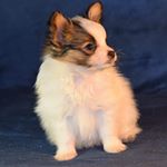 Profile Picture of Princes Alfred Wilson & Franco (@pawf.papillons) on Instagram