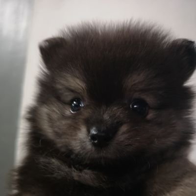 Profile Picture of Ralph Coby Rafael (@iM_rTobias) on Twitter