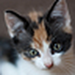 Profile Picture of Chris Stout (@chris stout) on Flickr