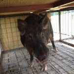 Profile Picture of Clayton Schwartz (@cowboy_clay11) on Instagram