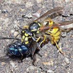 Profile Picture of Devin Gonzales (@devingonzales) on Instagram