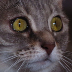 Profile Picture of Will Gonzalez (@gonzalezw) on Flickr