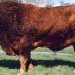 Profile Picture of Mount Scott Limousins (@mountscottlimousins) on Instagram