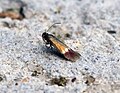 Profile Picture of Stigmella hybnerellaon Wikipedia