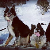 Profile Picture of Rose Border Collie Channel (@rosebordercolliechannel8661) on Youtube