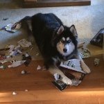 Greg Cottrell - Instagram Profile Picture of Greg Cottrell (@gmcottrell) on Instagram