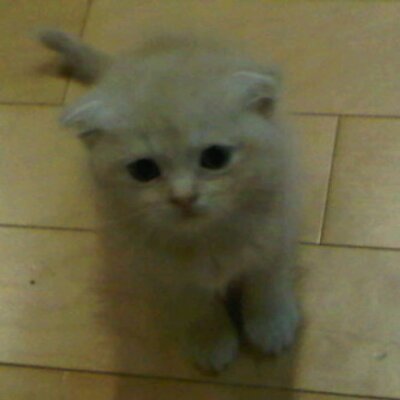 Profile Picture of Xia1215leo (@xia1215leo2) on Twitter