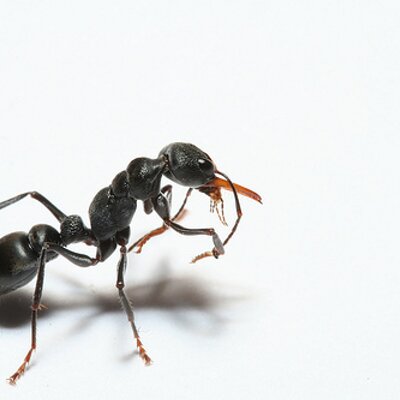 Profile Picture of Dominique Cardon (@Karmacoma) on Twitter