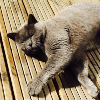 Profile Picture of Robin Harding (@Robinharding18) on Twitter
