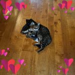 Profile Picture of Heather Trapp (@htrapp1) on Instagram
