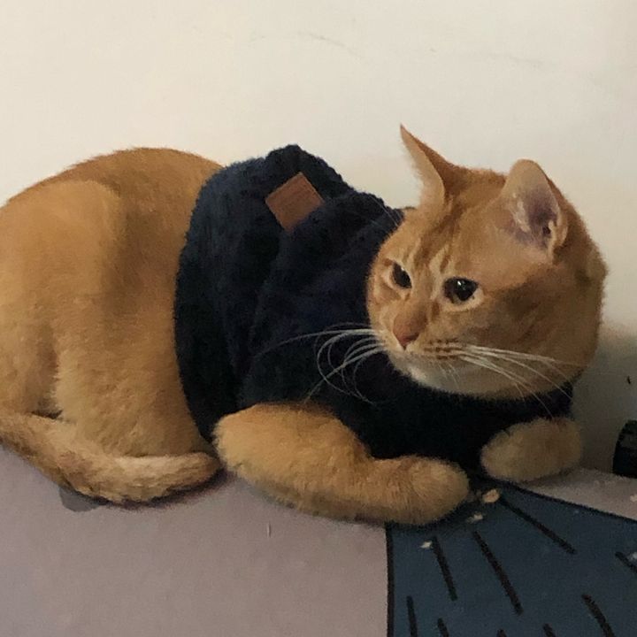 Profile Picture of Daniel ng (@danielwechatfree9585) on Tiktok