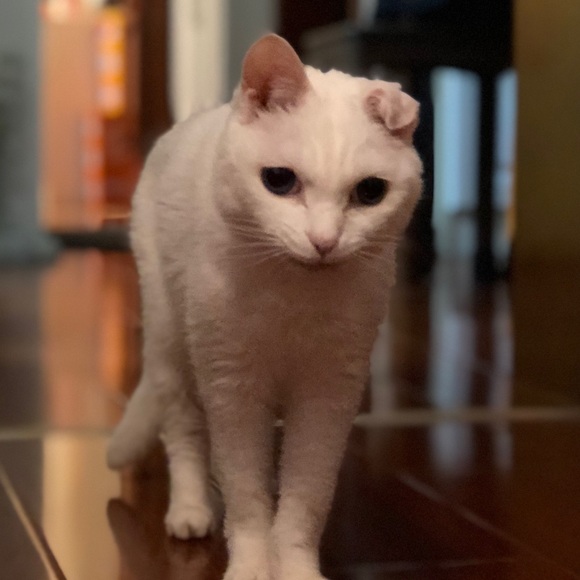 Profile Picture of Mona Yuson (@bbbricecakes) on Poshmark