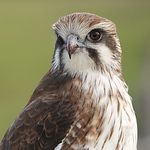 Profile Picture of Dave Rose (@daverosestudio) on Flickr