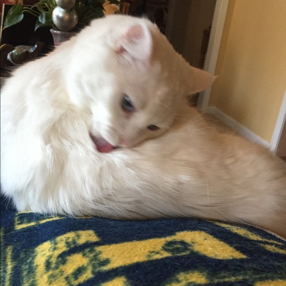 Profile Picture of Rachel Jinks (@rachelcjinks) on Poshmark