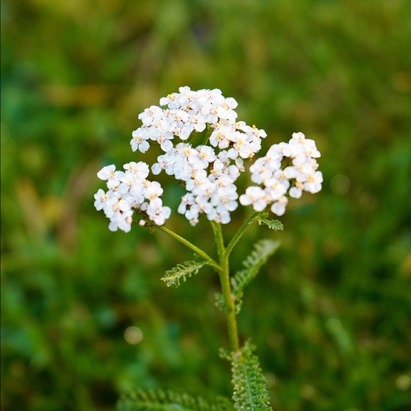 Profile Picture of Sharon Daniel (@sharon_daniel) on Poshmark