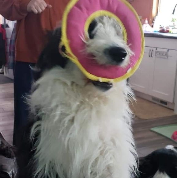 Profile Picture of Donald Comish (@demodon72) on Poshmark