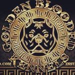 Profile Photo of Martin Chavez (@goldenbloodedkennels_ceo) on Instagram