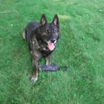 Profile Picture of Joseph C Cucunato (@joe.s.sausage) on Instagram