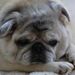 Profile Picture of Lisa Schadt (@lisa2sal) on Pinterest