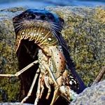 Profile Picture of Steven Berlett (@lagerhead101) on Instagram