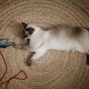 Profile Picture of Miguel Fortuna (@mikifortuna) on Youtube