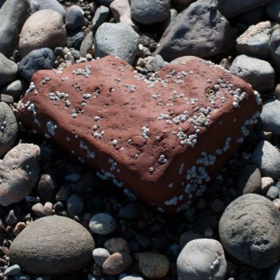 Profile Picture of Debbie Harbison (@debbie_harbison) on Twitter