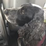 Profile Picture of Joshuasproule (@richard.sproule) on Instagram