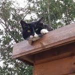 Kim Tozer - Instagram Profile Picture of Kim Tozer (@tozerkim) on Instagram