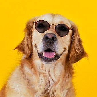 Profile Picture of Bob In SoCal (@bvparrot) on Twitter