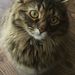Profile Picture of Annie Chowdhury (@anniechowdhury) on Pinterest