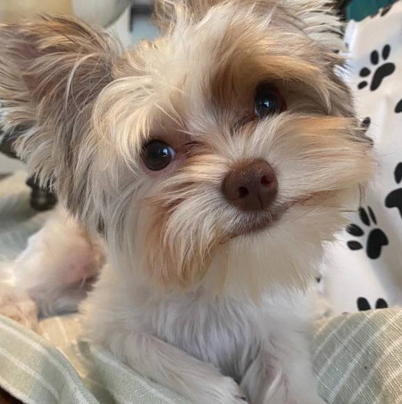 Profile Picture of Stephanie Mcanly (@shmcanly) on Poshmark