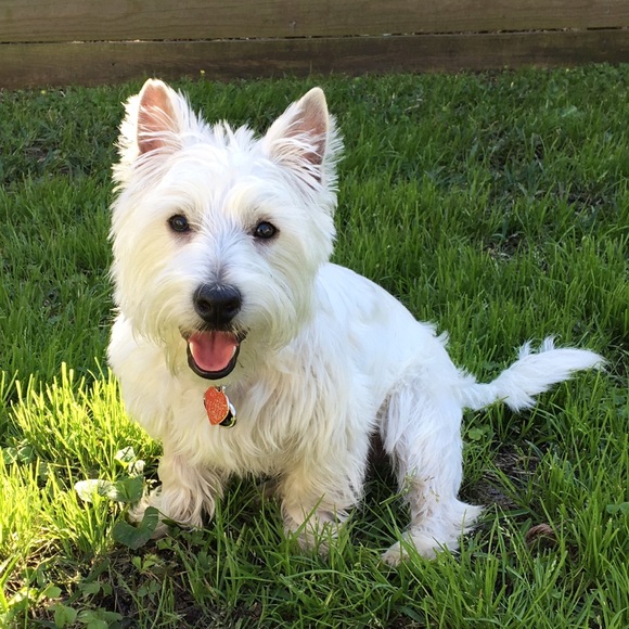 Mike Bui - Poshmark Profile Picture of Mike Bui (@sukisuki17) on Poshmark