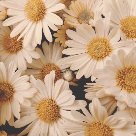 Profile Picture of Allison Riggs (@allicat330) on Poshmark