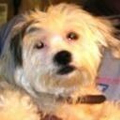 Profile Picture of Rose L (@dst85) on Twitter