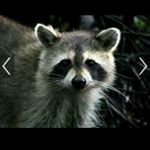 Profile Picture of Blake Cronin (@blakeerson18) on Instagram