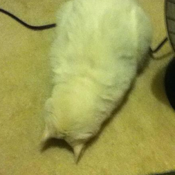 Profile Picture of Ann Nguyen (@annwashere) on Poshmark