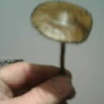 Profile Picture of Karl Ostomy (@Karl-Ostomy) on Facebook