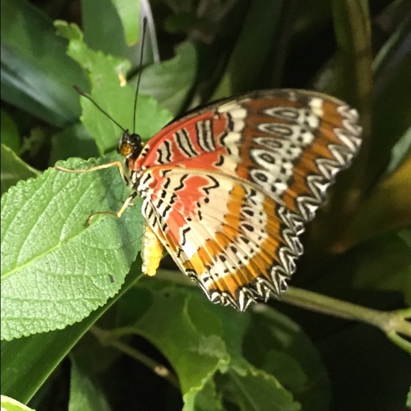 Profile Picture of Rene Burk (@reneburk) on Poshmark