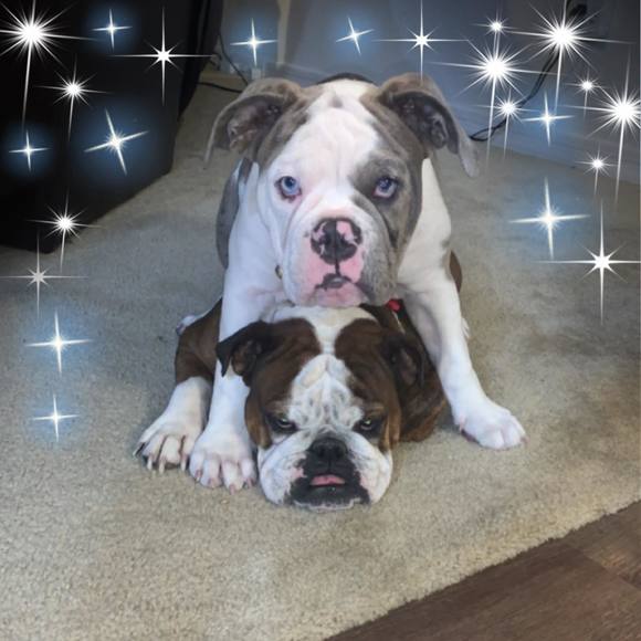 Profile Picture of Alexa Medrano (@admedrano) on Poshmark